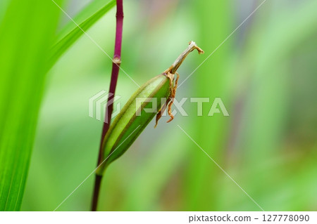 紫色蘭花 紫色蘭花 127778090