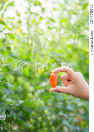 Smart farming techniques hydroponic salad vegetables technology tomato red green ensuring fresh sustainable produce agriculture promotes healthy eating support farmer living local community non gmo Smart farming techniques hydroponic salad vegetables technology tomato red green ensuring fresh sustainable produce agriculture promotes healthy eating support farmer living local community non gmo 127778098