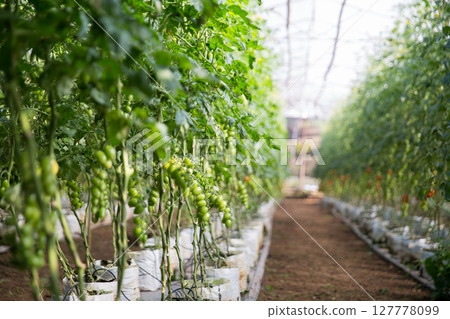 Smart farming techniques hydroponic salad vegetables technology tomato red green ensuring fresh sustainable produce agriculture promotes healthy eating support farmer living local community non gmo Smart farming techniques hydroponic salad vegetables technology tomato red green ensuring fresh sustainable produce agriculture promotes healthy eating support farmer living local community non gmo 127778099