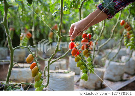 Smart farming techniques hydroponic salad vegetables technology tomato red green ensuring fresh sustainable produce agriculture promotes healthy eating support farmer living local community non gmo 127778101