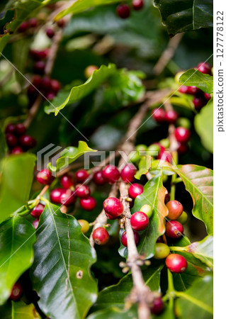 Farmer concept harvest ripe coffee seed robusta arabica berry close up fresh green leaf bean picking orange crop red yellow berries raw plant tree smart farm growth blur background eco organic garden 127778122