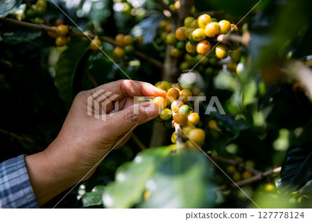 Farmer concept hand harvest ripe coffee seed robusta arabica berry close up fresh green leaf bean picking orange crop red yellow berries raw plant tree farm growth blur background eco organic garden Farmer concept hand harvest ripe coffee seed robusta arabica berry close up fresh green leaf bean picking orange crop red yellow berries raw plant tree farm growth blur background eco organic garden 127778124