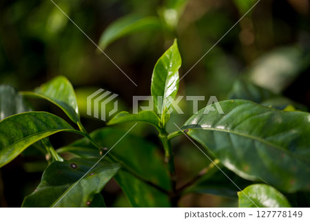 Smart farming techniques hydroponic fresh garden produce agriculture promotes farmer concept seedling coffee pot close up fresh green plant tree farm growth blur background organic garden cultivate 127778149