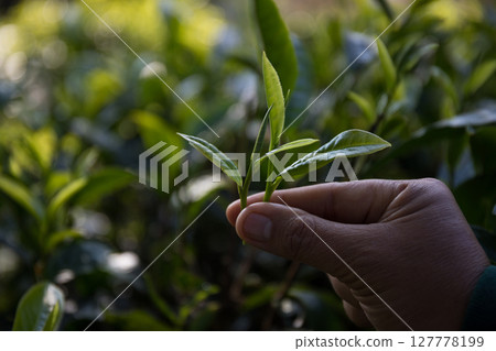 Business concept centers around fresh green tea reap background leaves organic farm with banner lush garden healthy plant tree leaves eco herbal farmer blur leaf plantation Freshness herbal natural 127778199