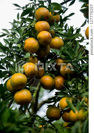 Business farm orange concept nature fruit citrus orchard mandarin tree growing, vibrant organic lush leaves background farmer green garden crop leaf ripe laden branches plant close up farming growth. Business farm orange concept nature fruit citrus orchard mandarin tree growing, vibrant organic lush leaves background farmer green garden crop leaf ripe laden branches plant close up farming growth. 127778207