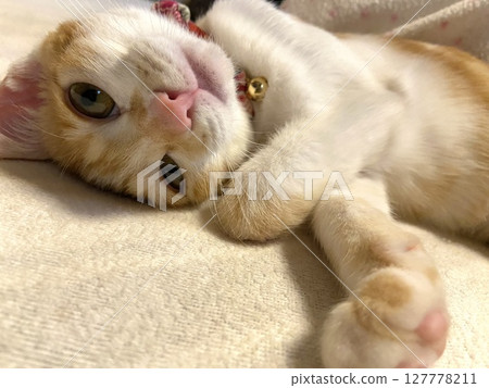 一隻貓 127778211
