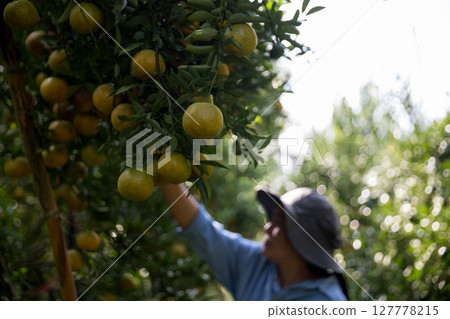 Business farm ripe orange concept farmer hand pick nature fruit citrus orchard mandarin tree growing organic lush leaves background green vibrant garden crop leaf laden branches plant close up growth Business farm ripe orange concept farmer hand pick nature fruit citrus orchard mandarin tree growing organic lush leaves background green vibrant garden crop leaf laden branches plant close up growth 127778215