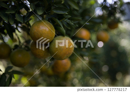 Business farm orange concept nature fruit citrus orchard mandarin tree growing, vibrant organic lush leaves background farmer green garden crop leaf ripe laden branches plant close up farming growth. Business farm orange concept nature fruit citrus orchard mandarin tree growing, vibrant organic lush leaves background farmer green garden crop leaf ripe laden branches plant close up farming growth. 127778217