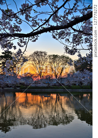 [Aichi Prefecture] Sunset at Meijo Park in Nagoya City and cherry blossoms in full bloom reflected on the water 127778272