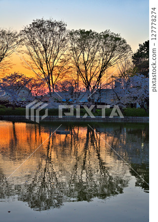 【愛知縣】名古屋市名城公園的夕陽與倒映在水面上的櫻花 127778274