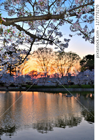 【愛知縣】名古屋市名城公園的夕陽與倒映在水面上的櫻花 127778276