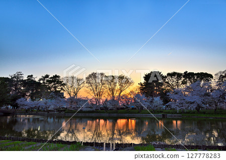 【愛知縣】名古屋市名城公園的夕陽與倒映在水面上的櫻花 127778283