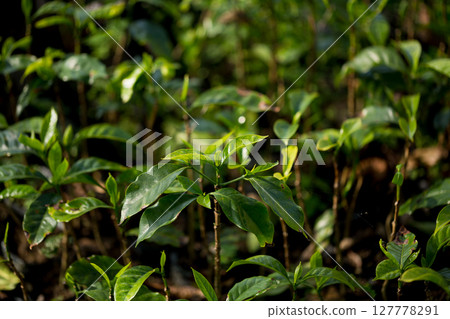 Smart farming techniques hydroponic fresh garden produce agriculture promotes farmer concept seedling coffee pot close up fresh green plant tree farm growth blur background organic garden cultivate Smart farming techniques hydroponic fresh garden produce agriculture promotes farmer concept seedling coffee pot close up fresh green plant tree farm growth blur background organic garden cultivate 127778291