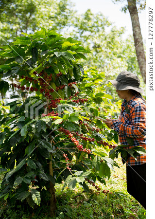 Farmer concept harvest hand ripe coffee seed robusta arabica berry close up fresh green leaf bean picking orange crop red yellow berries raw plant tree farm growth blur background eco organic garden Farmer concept harvest hand ripe coffee seed robusta arabica berry close up fresh green leaf bean picking orange crop red yellow berries raw plant tree farm growth blur background eco organic garden 127778297