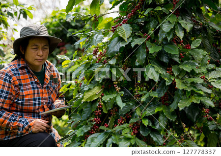 Farmer concept harvest hand ripe coffee seed robusta arabica berry close up fresh green leaf bean picking orange crop red yellow berries raw plant tree farm growth blur background eco organic garden 127778337