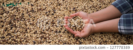 Farmer concept hand harvest ripe coffee seed robusta arabica berry close up fresh green leaf bean picking orange crop red yellow berries raw plant tree farm growth blur background eco organic garden 127778389