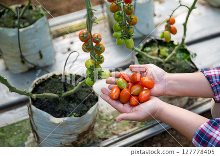 Smart farming techniques hydroponic salad vegetables technology tomato red green ensuring fresh sustainable produce agriculture promotes healthy eating support farmer living local community non gmo 127778405