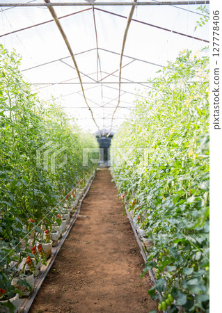 Smart farming techniques hydroponic salad vegetables technology tomato red green ensuring fresh sustainable produce agriculture promotes healthy eating support farmer living local community non gmo 127778406