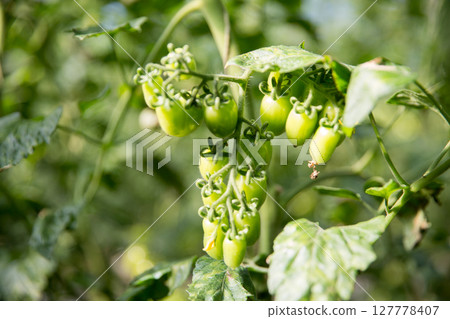 Smart farming techniques hydroponic salad vegetables technology tomato red green ensuring fresh sustainable produce agriculture promotes healthy eating support farmer living local community non gmo Smart farming techniques hydroponic salad vegetables technology tomato red green ensuring fresh sustainable produce agriculture promotes healthy eating support farmer living local community non gmo 127778407