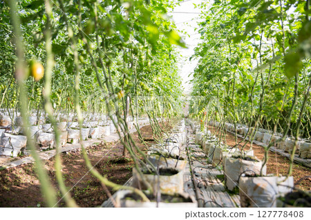 Smart farming techniques hydroponic salad vegetables technology tomato red green ensuring fresh sustainable produce agriculture promotes healthy eating support farmer living local community non gmo 127778408