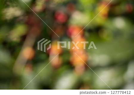 Blur background coffee seed eco organic garden Farmer concept hand harvest ripe robusta arabica berry close up fresh green leaf bean picking orange crop red yellow berries raw plant tree farm growth 127778412
