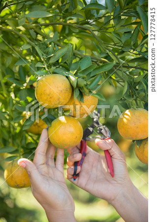 Business farm ripe orange concept farmer hand pick nature fruit citrus orchard mandarin tree growing organic lush leaves background green vibrant garden crop leaf laden branches plant close up growth Business farm ripe orange concept farmer hand pick nature fruit citrus orchard mandarin tree growing organic lush leaves background green vibrant garden crop leaf laden branches plant close up growth 127778415