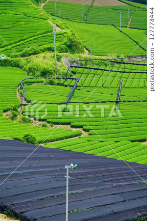 和豊寺 - 第一次採茶時的茶園山丘 127778444