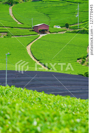 和豊寺 - 第一次採茶時的茶園山丘 127778445