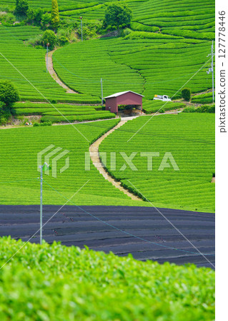 和豊寺 - 第一次採茶時的茶園山丘 127778446