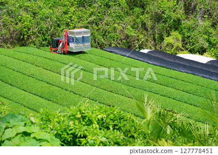 和菅寺：五月的茶田和採茶機 127778451