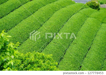 Wazukashiji Temple - Tea plantation hills during the first tea harvest 127778453