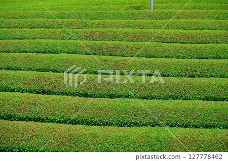 Wazukashiji Temple - Uji tea fields after first tea picking 127778462
