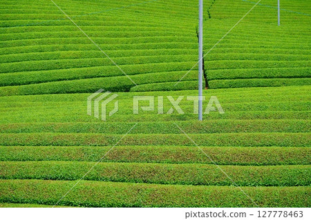 Wazukashiji Temple - Uji tea fields after first tea picking 127778463