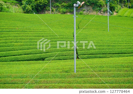 和菅寺 - 第一次採茶後的宇治茶園 127778464