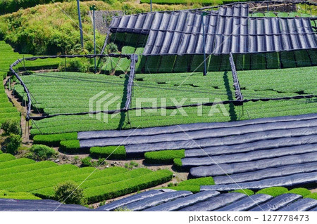 Wazukashiji Temple: Tea fields before the cover is removed 127778473