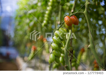 Smart farming techniques hydroponic salad vegetables technology tomato red green ensuring fresh sustainable produce agriculture promotes healthy eating support farmer living local community non gmo 127778483