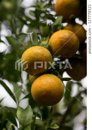 Business farm orange concept nature fruit citrus orchard mandarin tree growing, vibrant organic lush leaves background farmer green garden crop leaf ripe laden branches plant close up farming growth. Business farm orange concept nature fruit citrus orchard mandarin tree growing, vibrant organic lush leaves background farmer green garden crop leaf ripe laden branches plant close up farming growth. 127778521