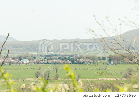 北海道靜內 2025-二重劍櫻-07 127778680