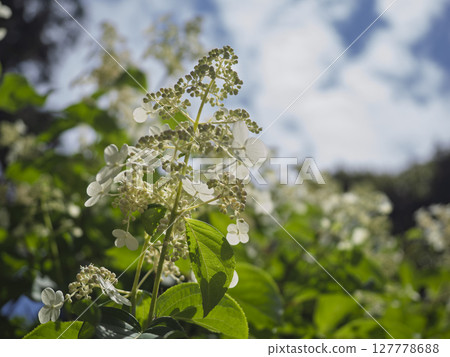 White hydrangeas on a sunny day during the rainy season White hydrangeas on a sunny day during the rainy season 127778688
