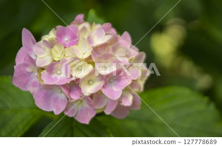 Cute pink hydrangea Cute pink hydrangea 127778689