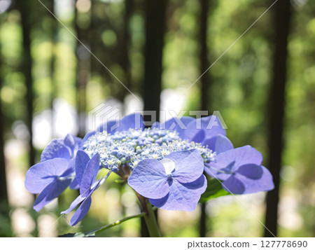 Hydrangea in the forest 127778690