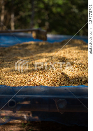 Smart farming techniques machinery roast apparatus coffee bean dry sunlight tool sunbeam sunray sunshine fresh garden produce agriculture promotes farmer concept close up plant farm blur background Smart farming techniques machinery roast apparatus coffee bean dry sunlight tool sunbeam sunray sunshine fresh garden produce agriculture promotes farmer concept close up plant farm blur background 127778701
