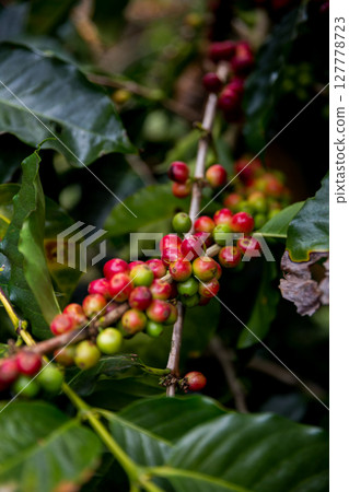 Farmer concept harvest ripe coffee seed robusta arabica berry close up fresh green leaf bean picking orange crop red yellow berries raw plant tree smart farm growth blur background eco organic garden 127778723