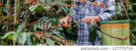 Farmer concept hand harvest ripe coffee seed robusta arabica berry close up fresh green leaf bean picking orange crop red yellow berries raw plant tree farm growth blur background eco organic garden 127778724