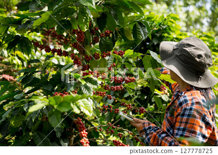 Farmer concept harvest hand ripe coffee seed robusta arabica berry close up fresh green leaf bean picking orange crop red yellow berries raw plant tree farm growth blur background eco organic garden 127778725