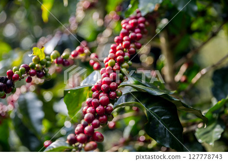 Farmer concept harvest ripe coffee seed robusta arabica berry close up fresh green leaf bean picking orange crop red yellow berries raw plant tree smart farm growth blur background eco organic garden Farmer concept harvest ripe coffee seed robusta arabica berry close up fresh green leaf bean picking orange crop red yellow berries raw plant tree smart farm growth blur background eco organic garden 127778743