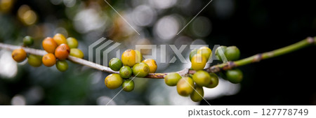 Farmer concept harvest ripe coffee seed robusta arabica berry close up fresh green leaf bean picking orange crop red yellow berries raw plant tree smart farm growth blur background eco organic garden 127778749