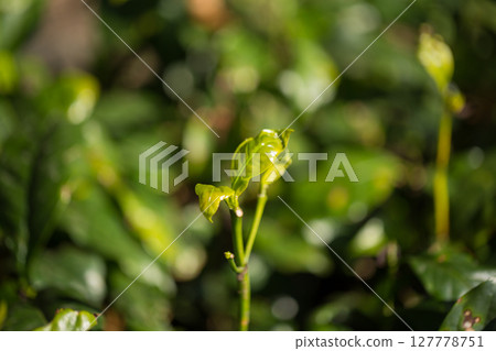 Smart farming techniques hydroponic fresh garden produce agriculture promotes farmer concept seedling coffee pot close up fresh green plant tree farm growth blur background organic garden cultivate 127778751
