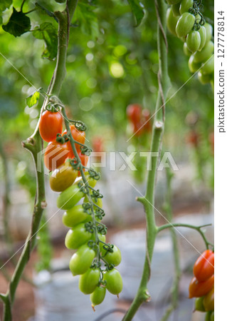 Smart farming techniques hydroponic salad vegetables technology tomato red green ensuring fresh sustainable produce agriculture promotes healthy eating support farmer living local community non gmo Smart farming techniques hydroponic salad vegetables technology tomato red green ensuring fresh sustainable produce agriculture promotes healthy eating support farmer living local community non gmo 127778814