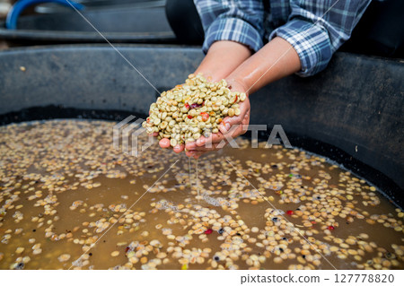 Farmer concept hand harvest ripe coffee seed robusta arabica berry close up fresh green leaf bean picking orange crop red yellow berries raw plant tree farm growth blur background eco organic garden 127778820